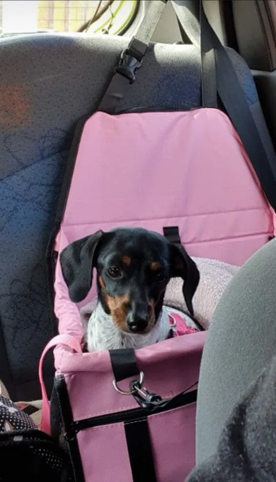 Dachshund Car Seat